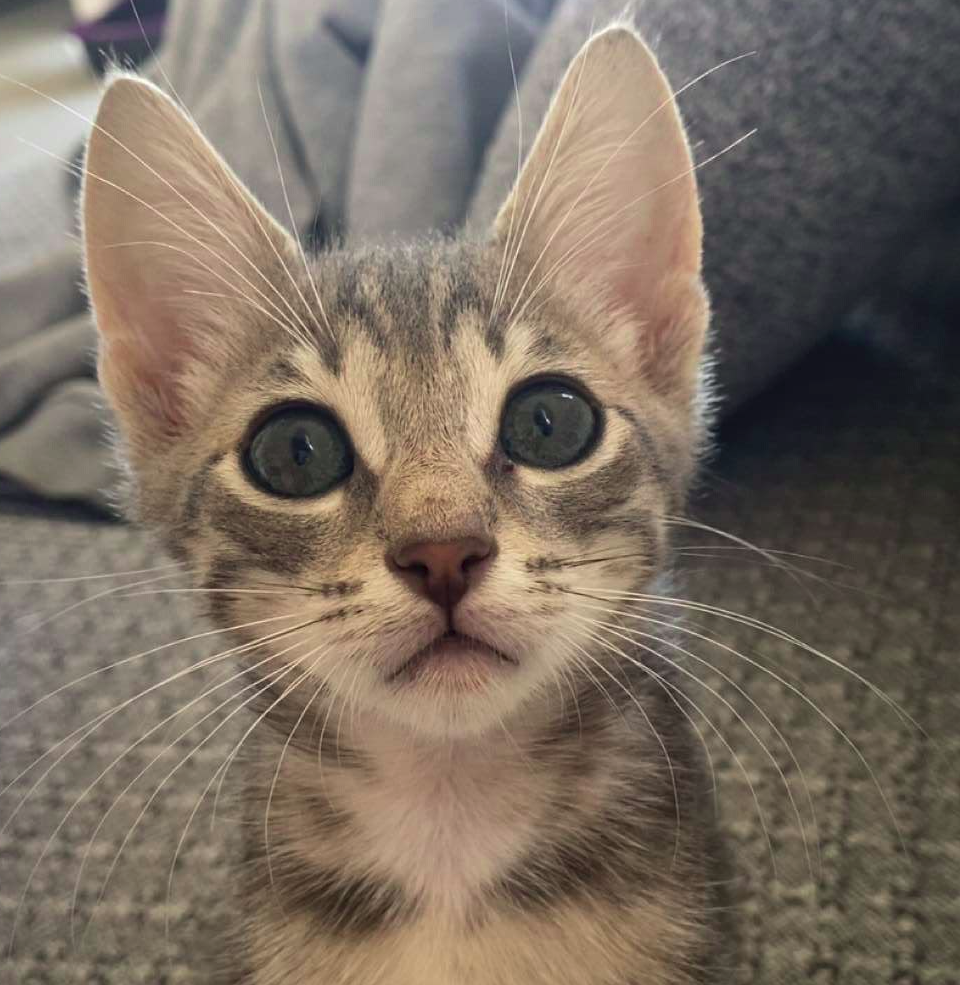 Chiku's profile photo